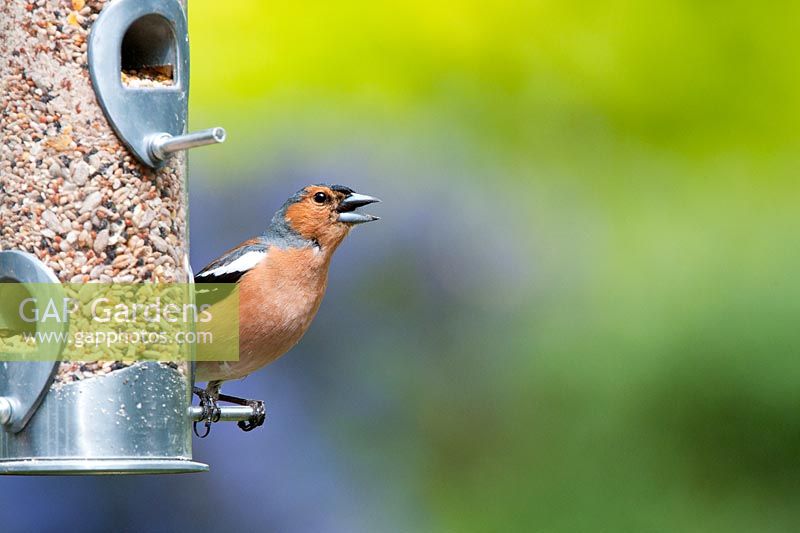 Fringilla Coelebs - Male chaffinch singing on a bird seed feeder
