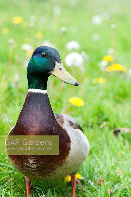 Anas platyrhynchos - Male mallard duck in garden