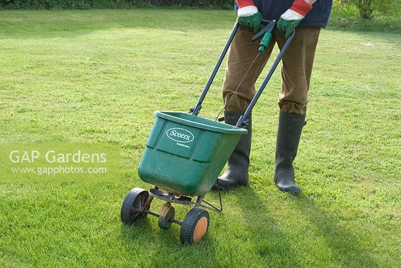 Spreading lawn fertilizer in May