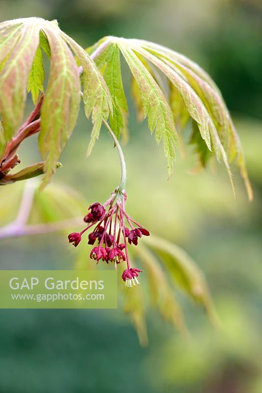 Acer japonicum 'Aconitifolium'. Flowers and spring foliage