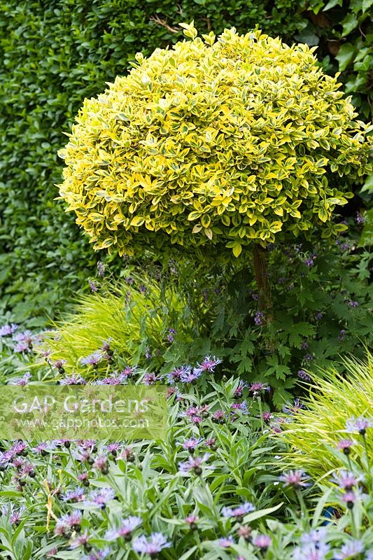 Hakonechloa macra 'Aureola' and Euonymus fortunei 'Emerald 'n' Gold' and Centaurea - Perennial Cornflower in border