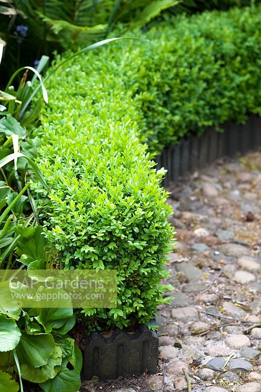 Low clipped Buxus - Box hedge