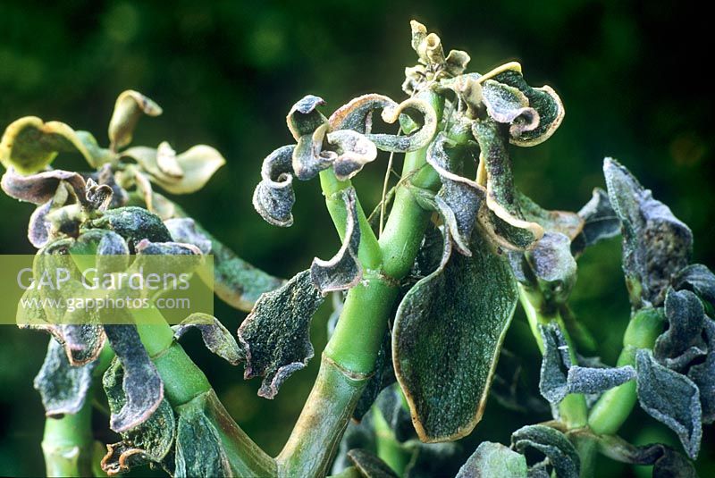 Frost damage to Crassula ovata houseplant