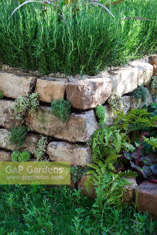Stone wall with Rosmarinus - Rosemary hedge. The Go Modern Garden, Silver medal winner at RHS Chelsea Flower Show 2010