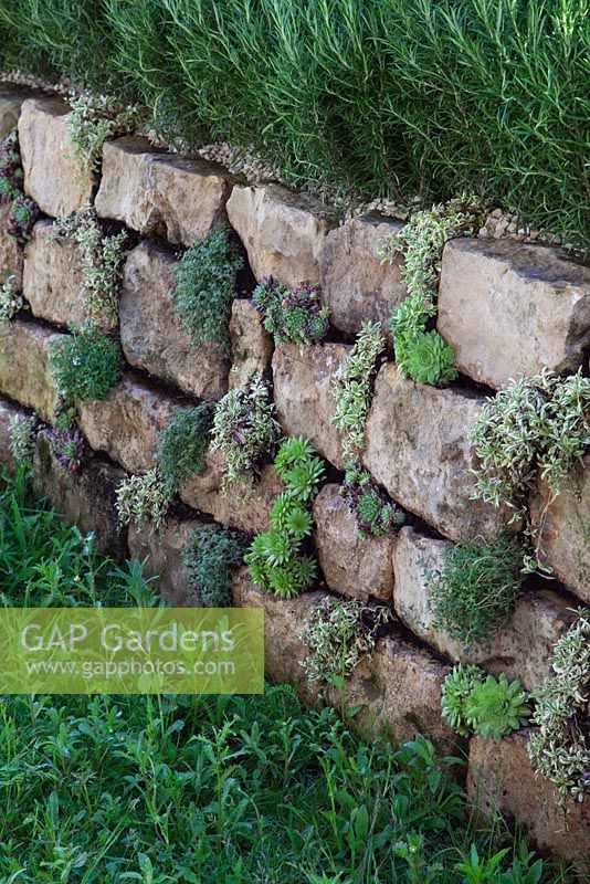 Dry stone wall with Rosmarinus - Rosemary hedge. The Go Modern Garden, Silver medal winner at RHS Chelsea Flower Show 2010
 