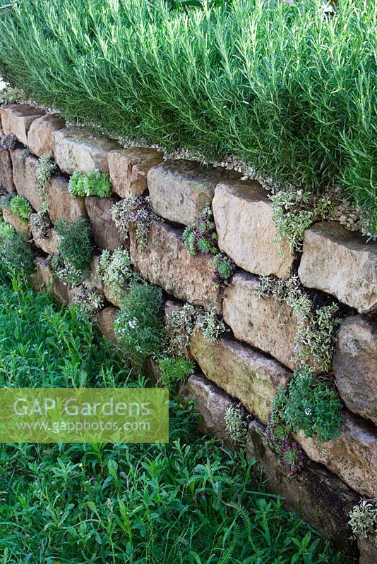 Stone wall planted with thyme, succulents and Rosemary in the Go Modern Garden, Silver medal winner at RHS Chelsea Flower Show 2010
