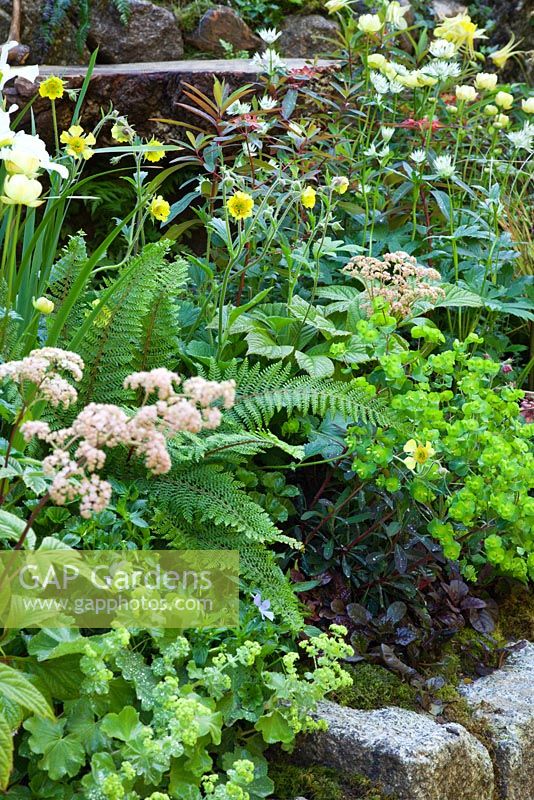 Planting detail including Trollius 'Cheddar', Astrantia major, Geum, Euphorbia, Rodgersia, Alchemilla mollis and Ferns. The 'Music on the Moors' garden - Gold medal winner at RHS Chelsea Flower Show 2010 