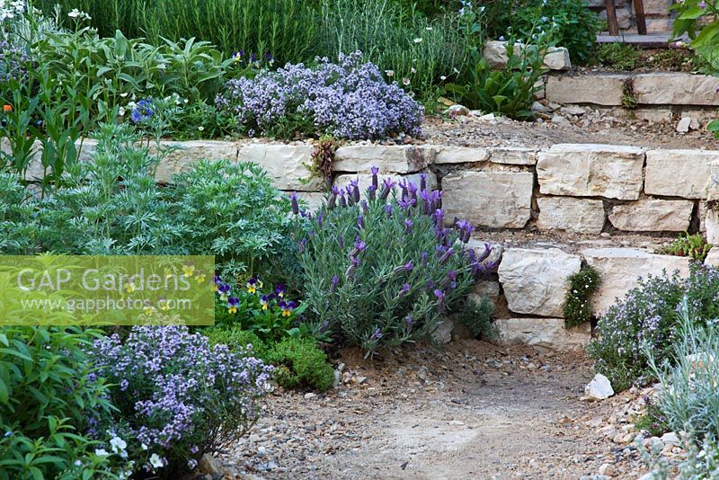 Steps through sloping Mediterranean style garden planted with Lavandula - Lavender and herbs. The L'Occitane Garden, Silver medal winner at RHS Chelsea Flower Show 2010 
 