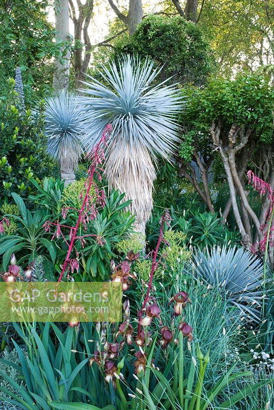Yucca rostrata underplanted with Iris 'Action Front' in the Foreign and Colonial Investments Garden - Silver Gilt medal winner, RHS Chelsea Flower Show 2010 
