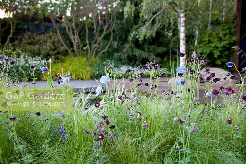 Aquilegia and Meconopsis betonicifolia in Kebony - Naturally Norway Garden, Silver Gilt medal winner, RHS Chelsea Flower Show 2010