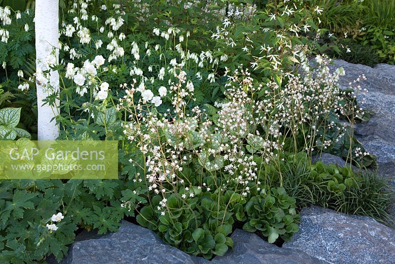 A rough granite path edged by woodland planting including Geranium and Gillenia beneath Betula utilis var. jacquemontii. The Cancer Research UK Garden, Gold Medal Winner RHS Chelsea Flower Show 2010