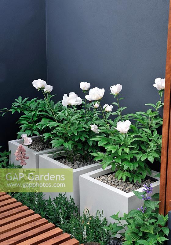 Paeonia in stone containers - The University of Worcester Garden, Silver Gilt medal winner, RHS Chelsea Flower Show 2010 