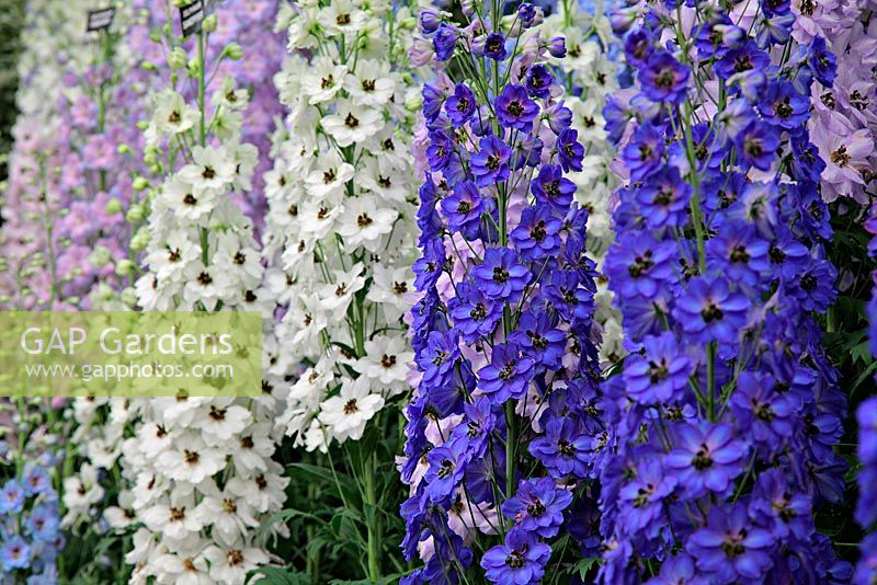 Delphinium display by Blackmore and Langdon at RHS Chelsea Flower Show 2010