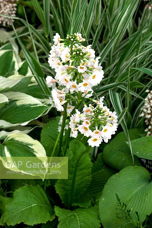 Primula japonica 'Postford White' and Hosta 'Halcyon' - RHS Chelsea Flower Show 2010
