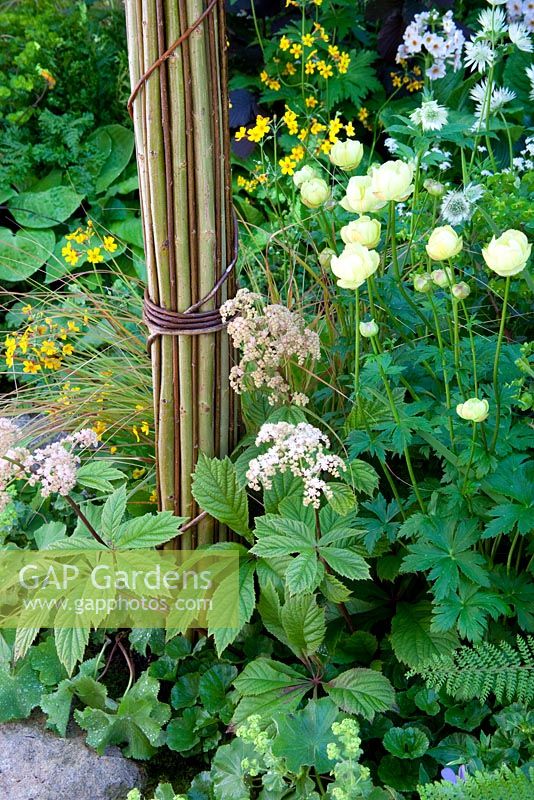 Arch made of twisted Willow, Trollius 'Cheddar', Primula chungensis, Primula japonica 'Potsford White' and Rodgersia aesculifolia 'Irish Bronze' - Music on The Moors, Gold Medal winner at RHS Chelsea Flower Show 2010