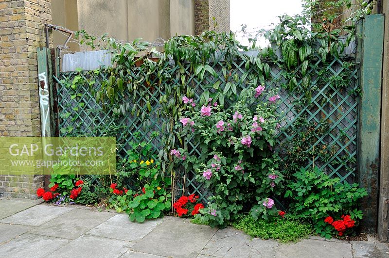 A forgotton corner in Highbury brightened up with planting by guerrilla gardeners Islington North London