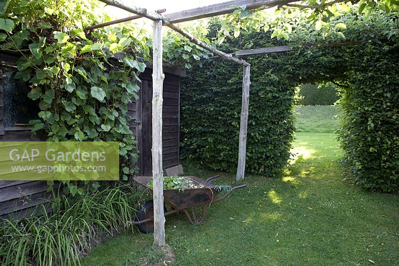 Wheelbarrow with garden clippings by old, wooden shed with Vitis - Grape vine growing over it. Rustic, wooden pergola and Carpinus - Hornbeam hedge with arch. Lake House.