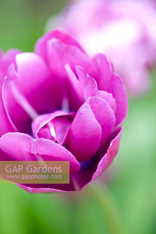 Tulipa 'Blue Spectacle'