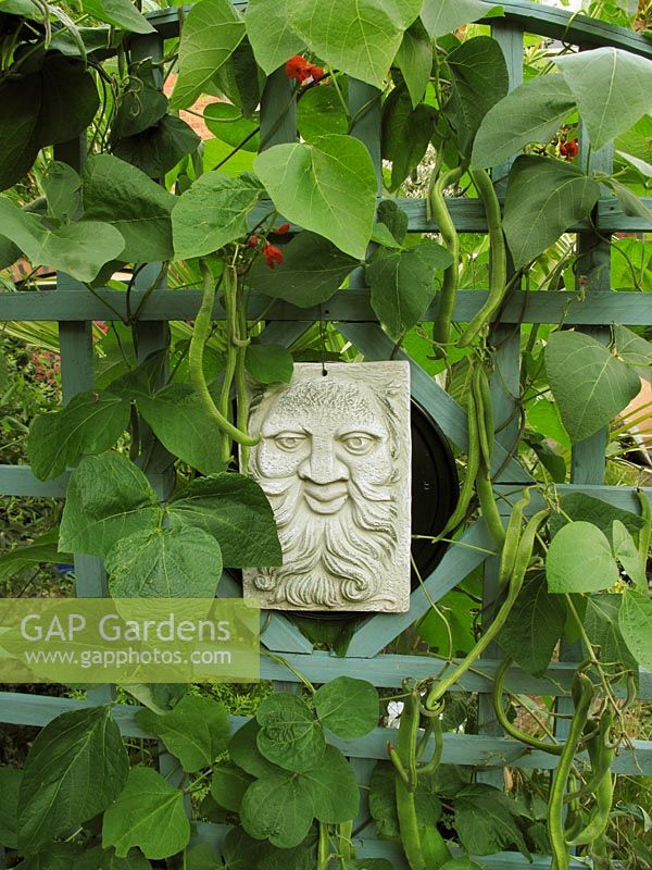 Runner beans growing up grey trellis, decorated with a plaster wall plaque        