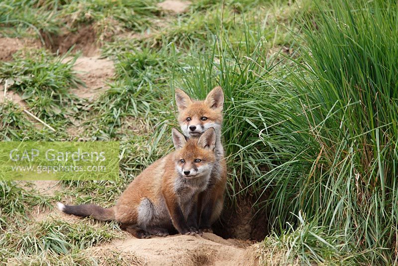 Vulpes vulpes - Fox cubs sitting at earth entrance