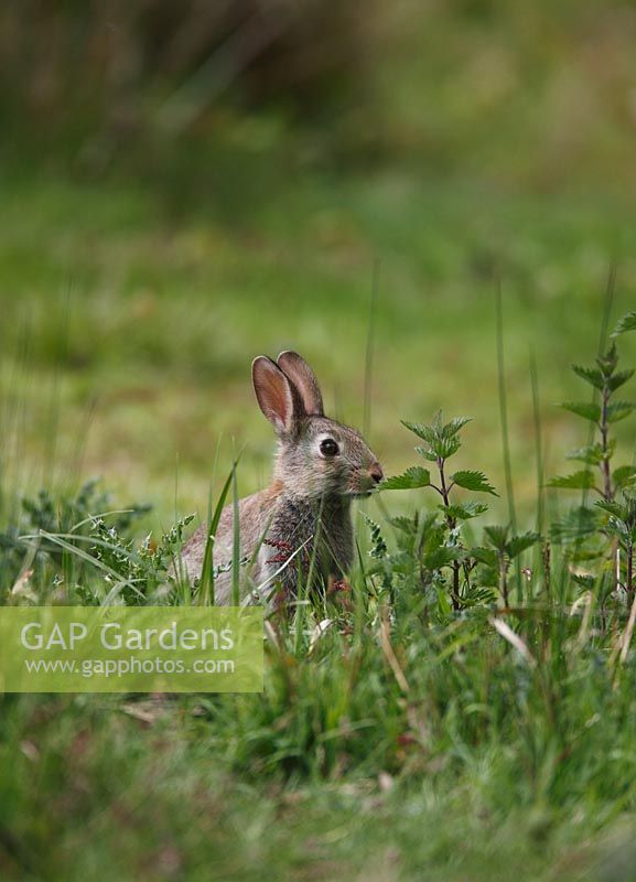 Oryctolagus cuniculus - Rabbit sitting in long grass