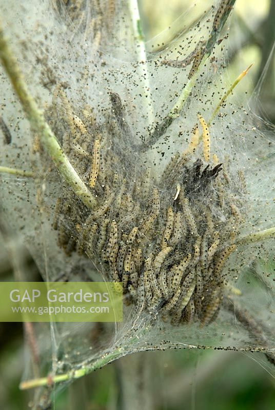 Infestation of Yponomeuta cagnagella - Spindle Ermine Moth caterpillars in hedgerow. Coddenham, Suffolk
 