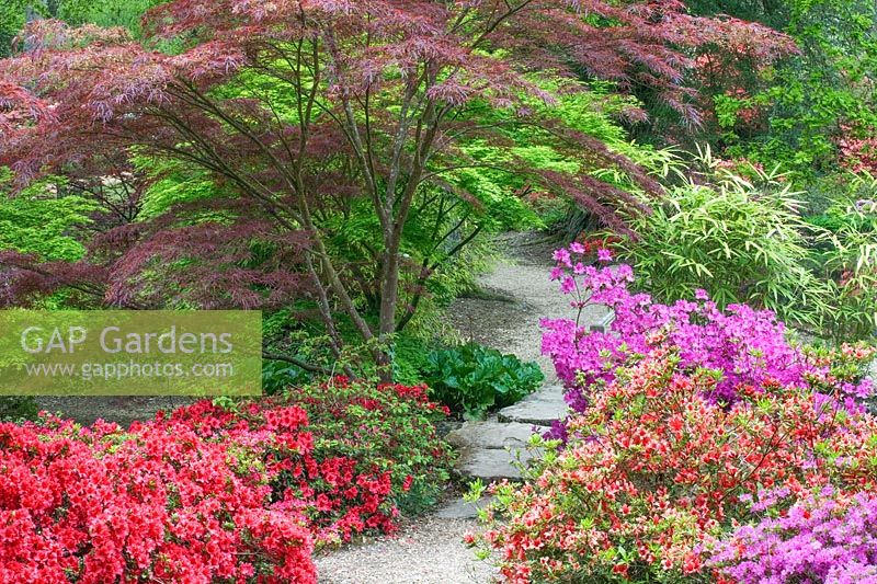 Path through the Azalea Bowl and planting of Acer, Azalea, Chusquea. Exbury Gardens, Hampshire, May 
