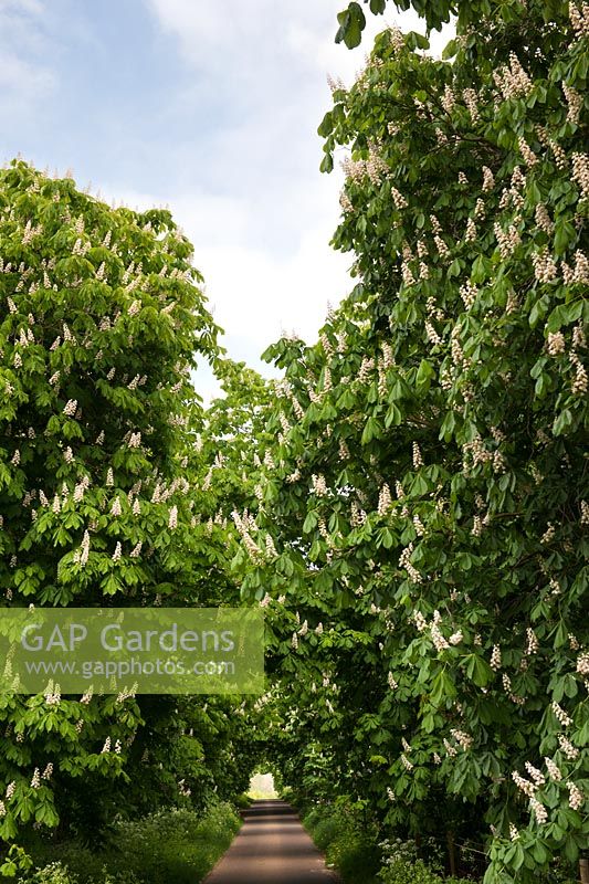 Aesculus Hippocastanum - Avenue of flowering Horse Chestnut trees