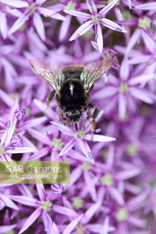 Bombus lapidarius - Bumble Bee feeding on Allium flower