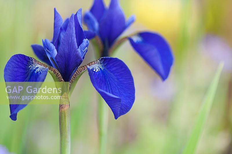 Iris sibirica - Siberian iris 'Caesars Brother' 