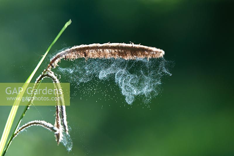 Carex pendula - Pendulous Sedge. Pollen being released from Sedge grass in the English countryside 
