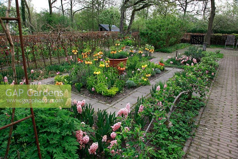 Fritillaria imperialis 'Aurora' planted with Hyacinth 'Woodstock'and Hyacinth 'Gipsy Queen' - Dutch Spring Kitchen Garden