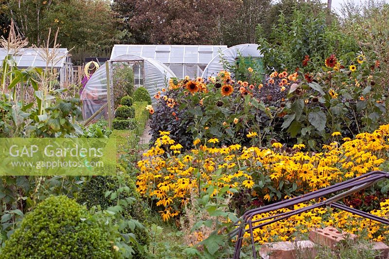 Vegetable garden at Barnsdale with topiary, Rudbeckia and Helianthus - Sunflowers
