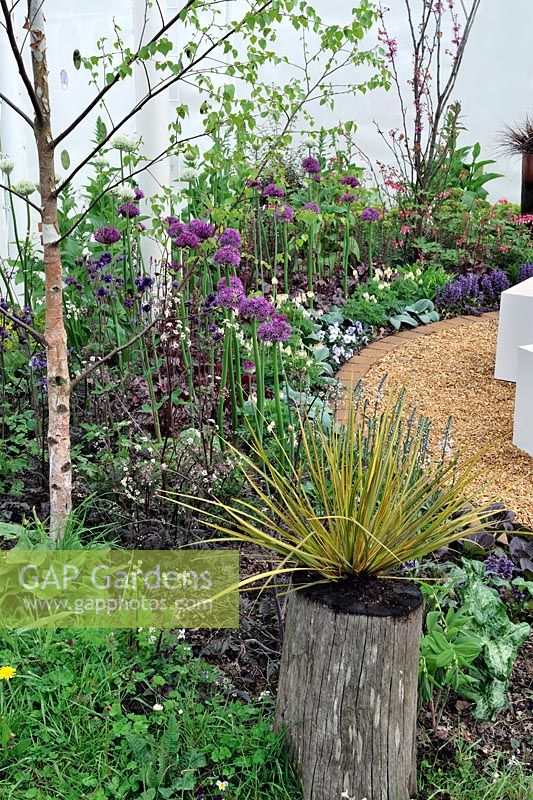Libertia peregrinans planted in a tree stump, sitting in border with Alliums, Dicentra and Aquilegia - RHS Malvern Spring Gardening Show