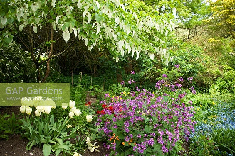 Davidia involucrata - Handkerchief Tree in mixed Spring border at Highdown Gardens, West Sussex