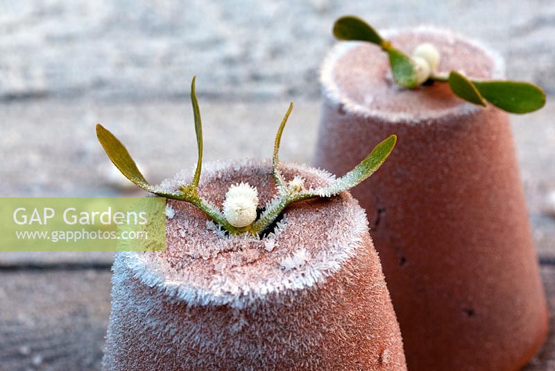 Mistletoe decorating clay pots covered in frost