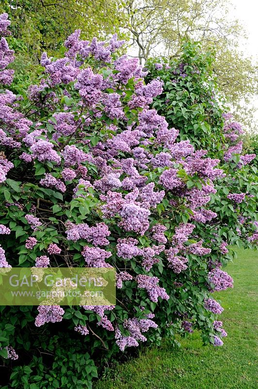 Syringa vulgaris - Lilac bush in hedge
