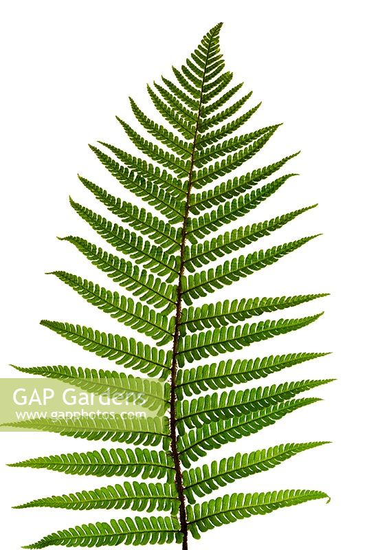 Dryopteris affinis - Filters polluted air and produces pure oxygen
