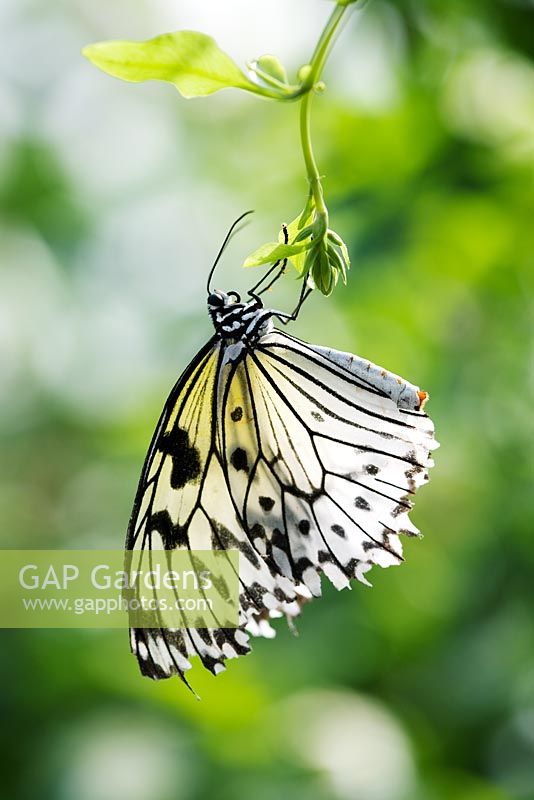 Idea leuconoe - Tree Nymph Butterfly 