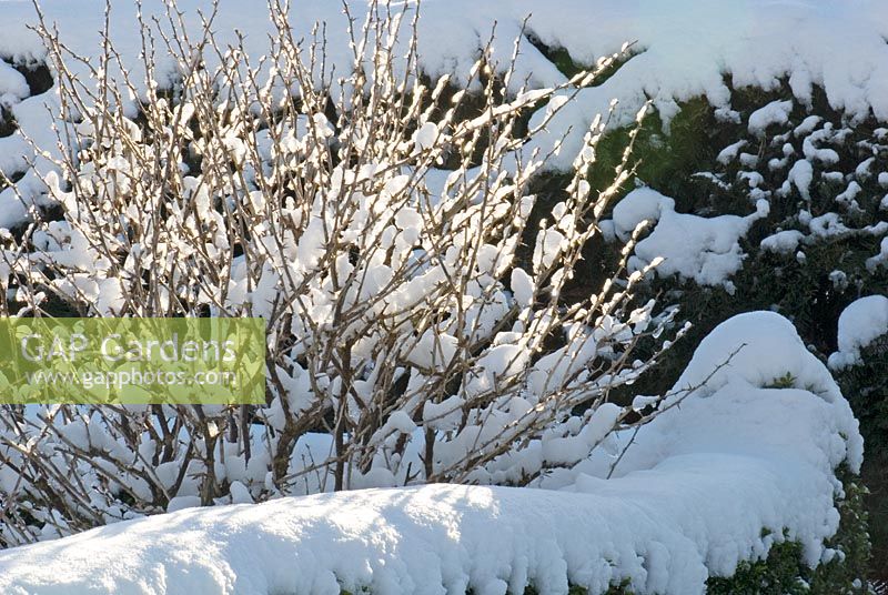 Ribes grossularia - Gooseberry under snow  