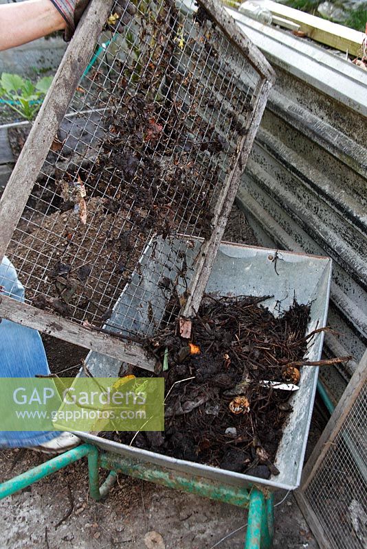 Making compost - tipping unrotted materials into wheelbarrow