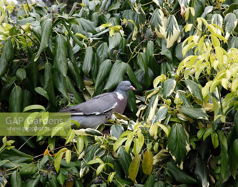 Columba palumbus - Wood pigeon eating Hedera - Ivy berries