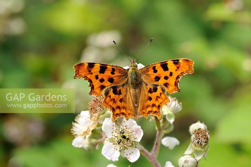 Polygonia c-album - Comma Butterfly, feeding on common bramble, Norfolk, UK, July