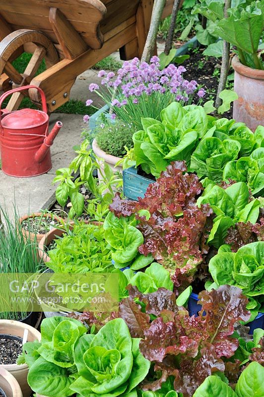Lettuce and salad leaves growing in reclaimed boxes, surrounded by pot grown herbs including Chives. Norfolk, UK, June