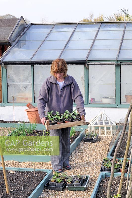 Hardening off seedlings. Woman gardener placing trays of seedlings and plants outside the greenhouse to harden off, UK, May