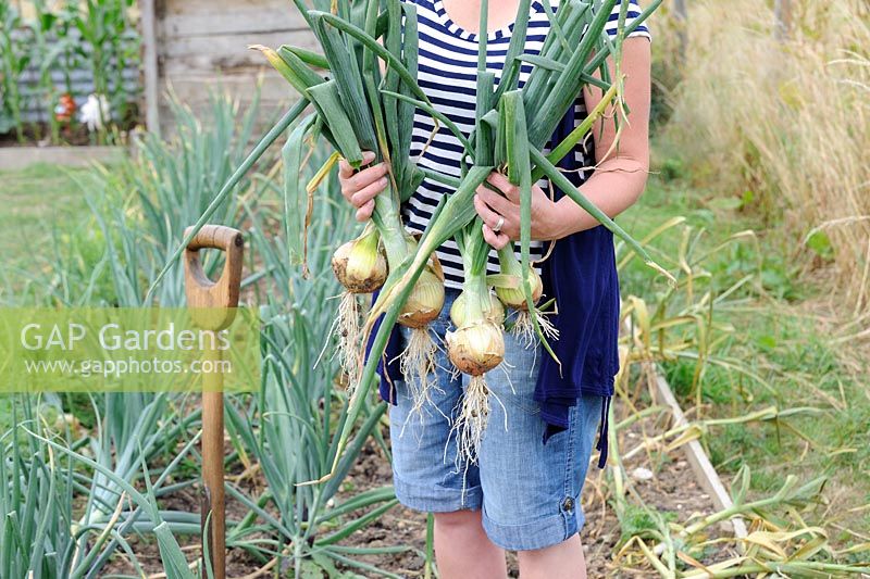 Woman gardener harvesting Allium - Maincrop Onions, 'Hytec'. Norfolk, UK, July
 