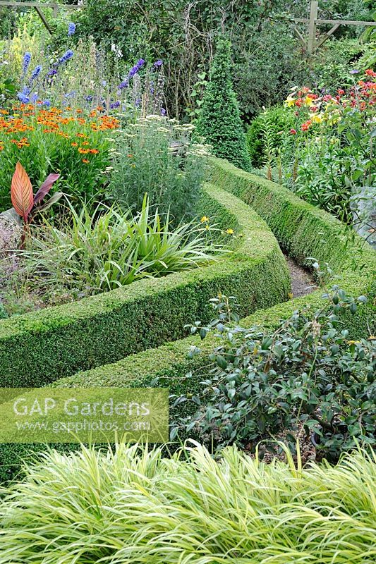 Summer garden with clipped Lonicera hedge bordering path leading to garden seat, Norfolk, UK, July