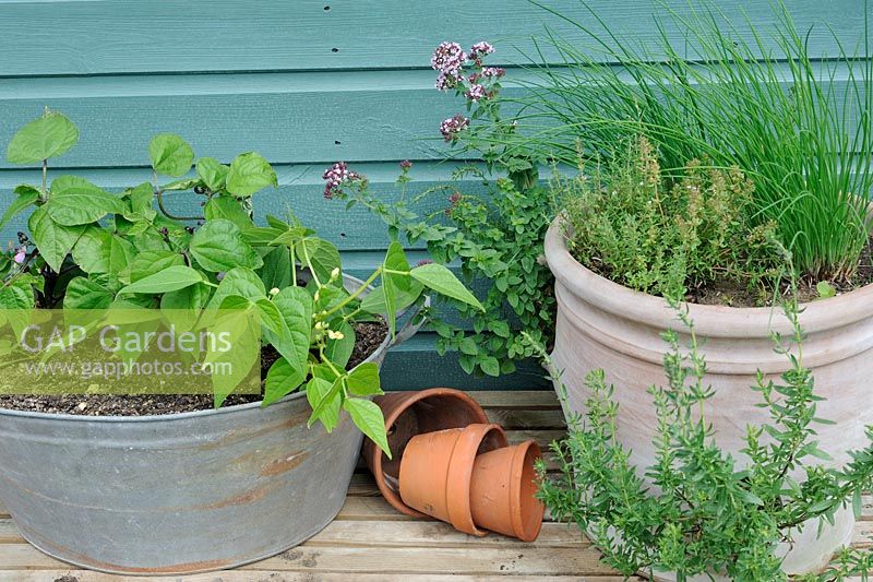 Dwarf French Beans planted in old zinc container with terracotta herb planter and terracotta pots. Norfolk, UK, July