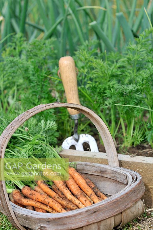 Freshly harvested home grown Carrot 'Amsterdam Forcing' in wooden trug ready for the kitchen, Norfolk, UK, June