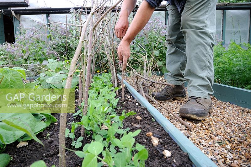 Gardener placing Hazel sticks in soil to support Pisum - Pea 'Ambassador'. Norfolk, UK, July